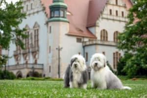 Dwa owczarki staroangielskie (Bobtaile), Bonnie i Clyde, siedzące na trawie przed zabytkowym budynkiem.