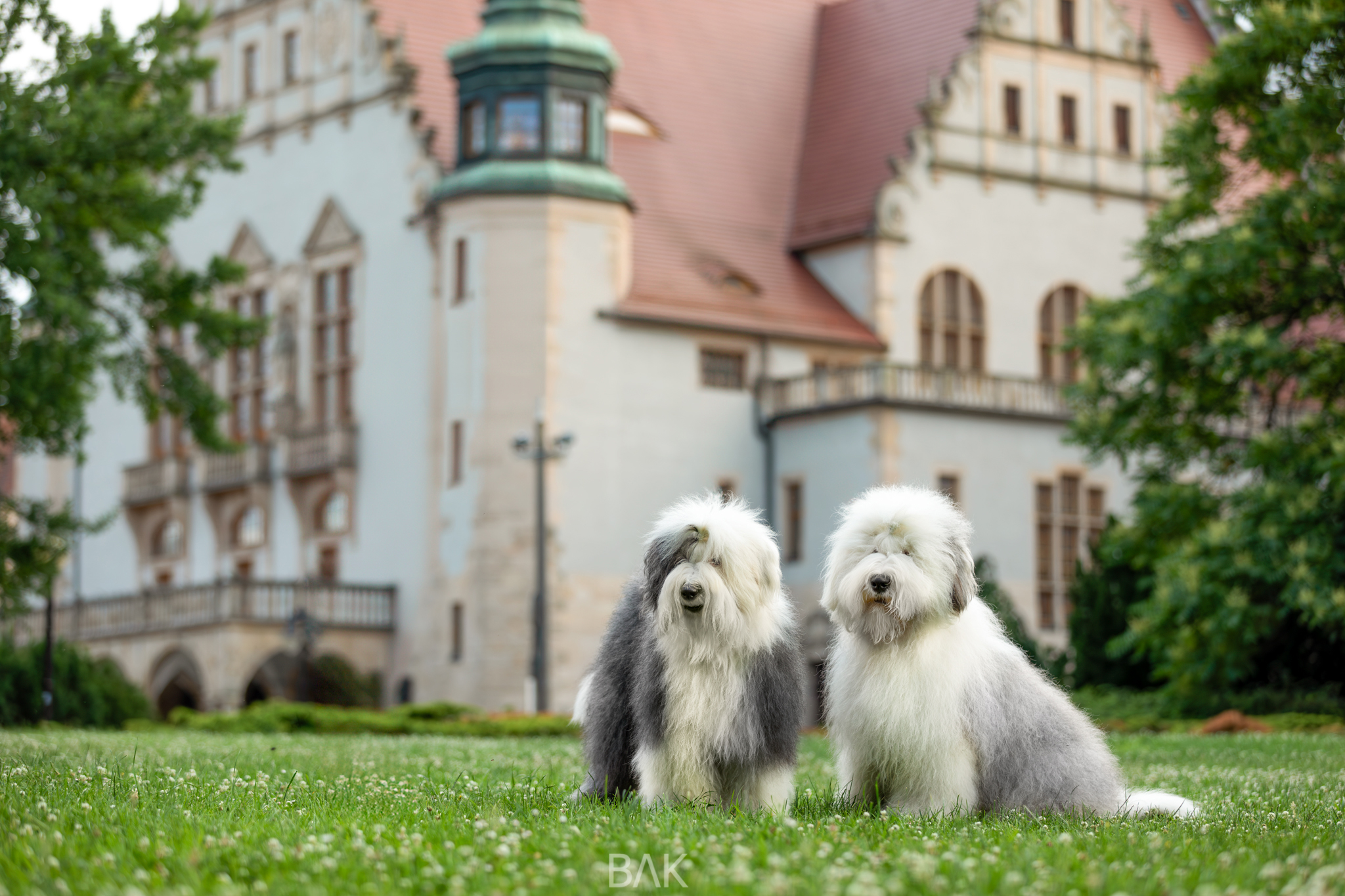 Dwa owczarki staroangielskie (Bobtaile), Bonnie i Clyde, siedzące na trawie przed zabytkowym budynkiem.