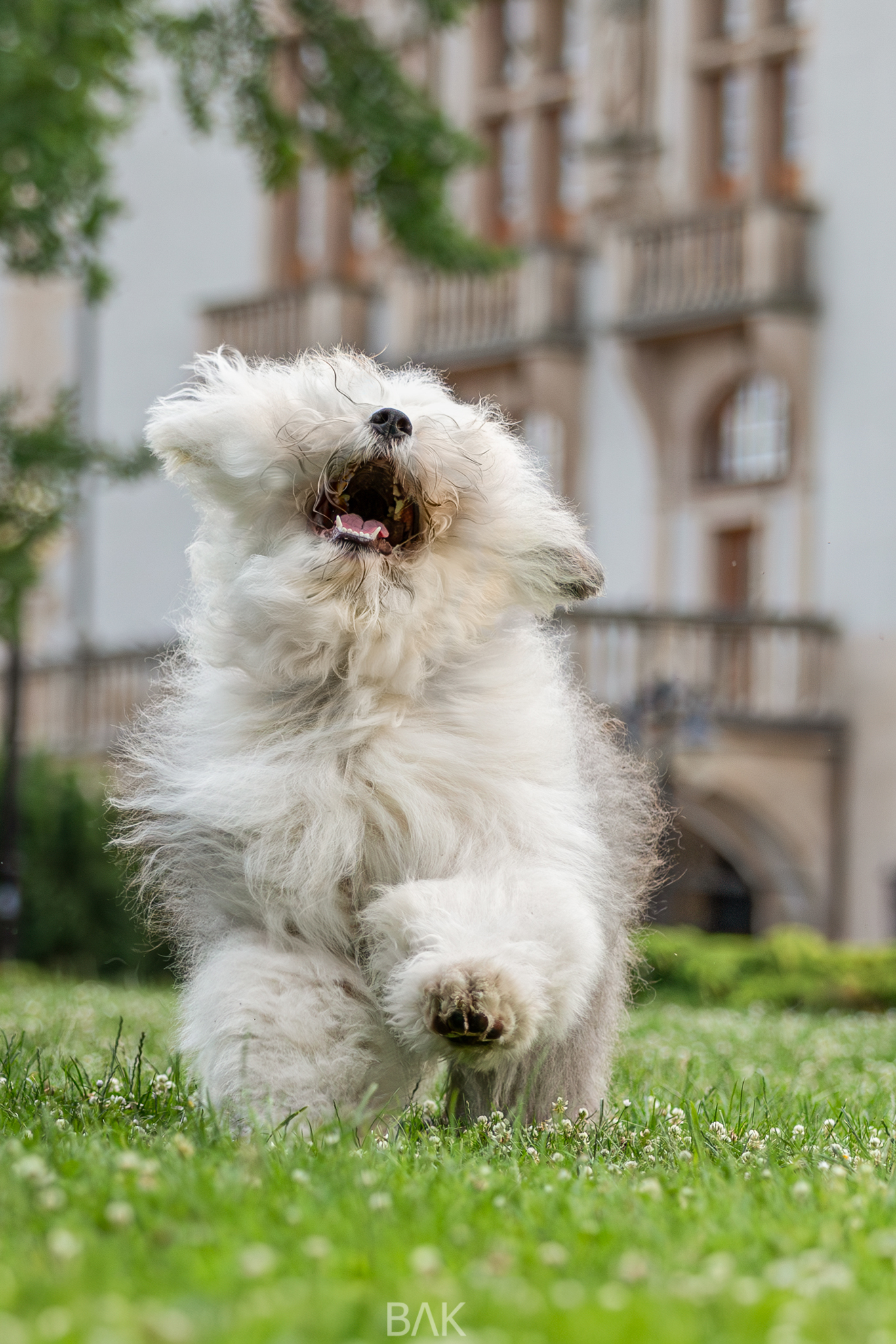 Szczeniak owczarka staroangielskiego (Bobtail) biegnący po trawie z rozwianą sierścią na tle zabytkowego budynku.