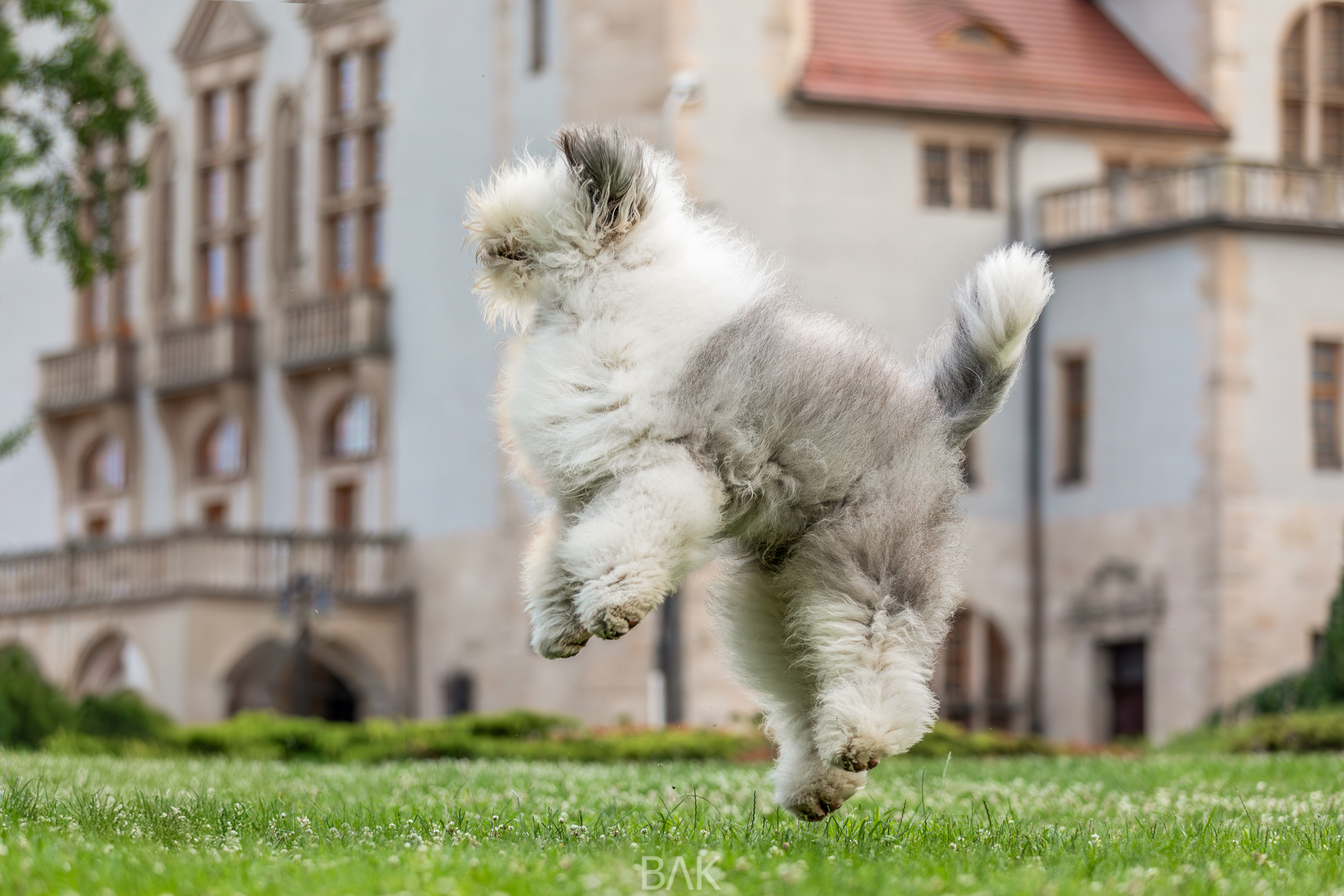 Szczeniak owczarka staroangielskiego (Bobtail) skaczący na trawie na tle zabytkowego budynku.