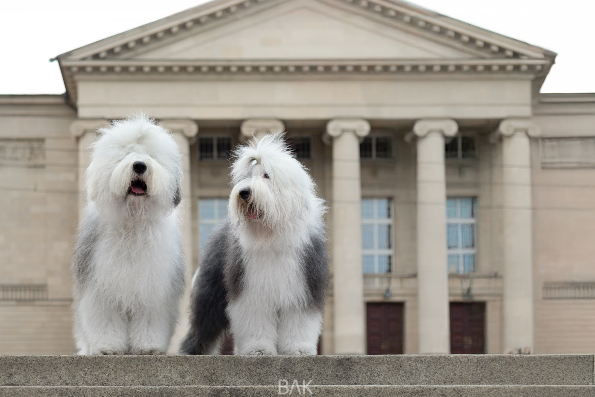 Dwa owczarki staroangielskie (Bobtaile) na tle zabytkowego budynku.